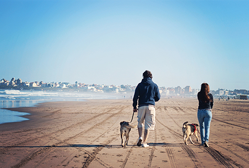 Couple walking two dogs along beach