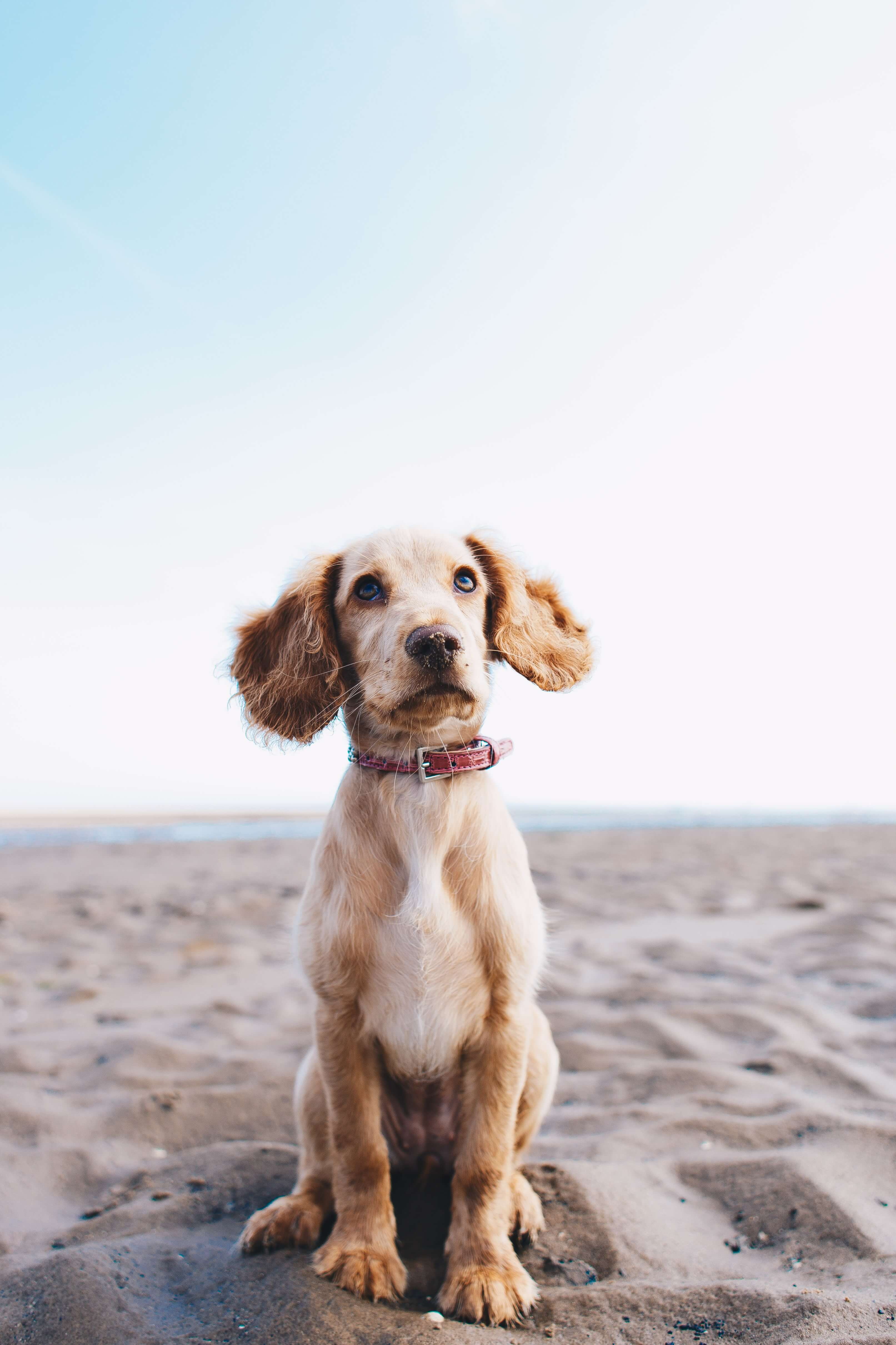 Beach doggo